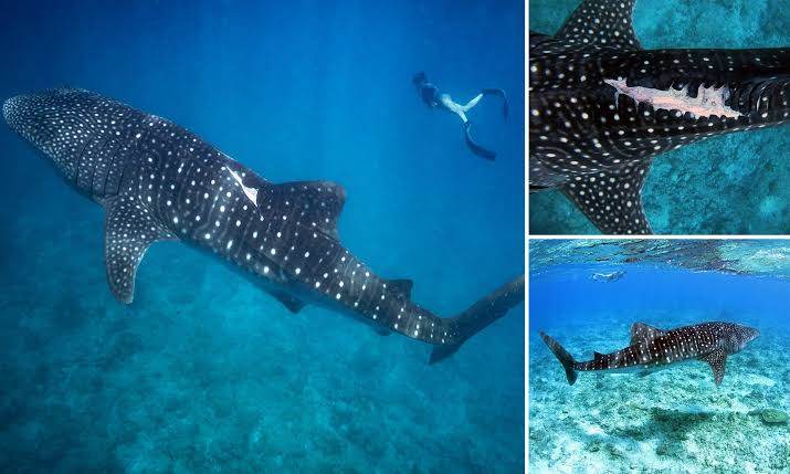 鲨鱼的鱼翅可以再生！