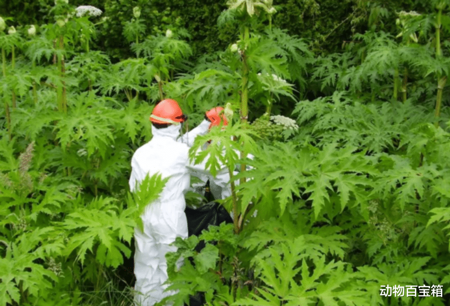 肆虐欧美的超级毒草,穿防护服才敢靠近,为何却在中国豪横不起来