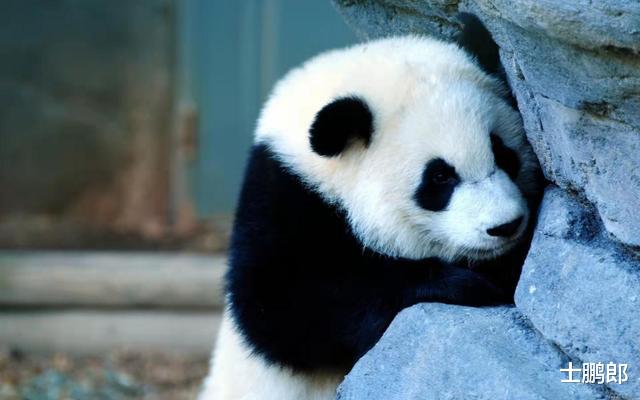 为何狮子老虎宁愿挨饿,也不敢攻击大熊猫?你看它另一个名字叫啥