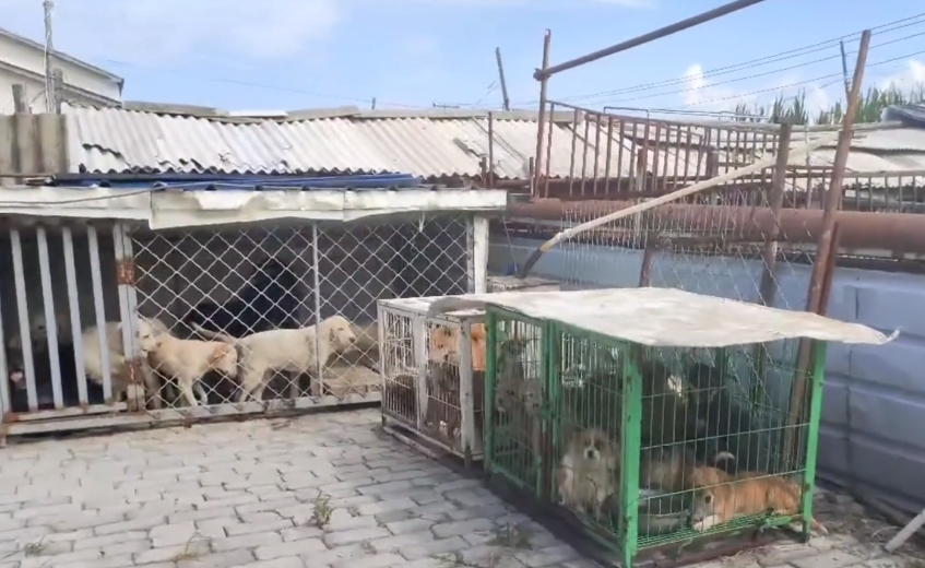 指望它们繁殖挣钱,不干了就准备将繁殖犬卖进狗肉馆,场主:没人救就卖狗贩子呗