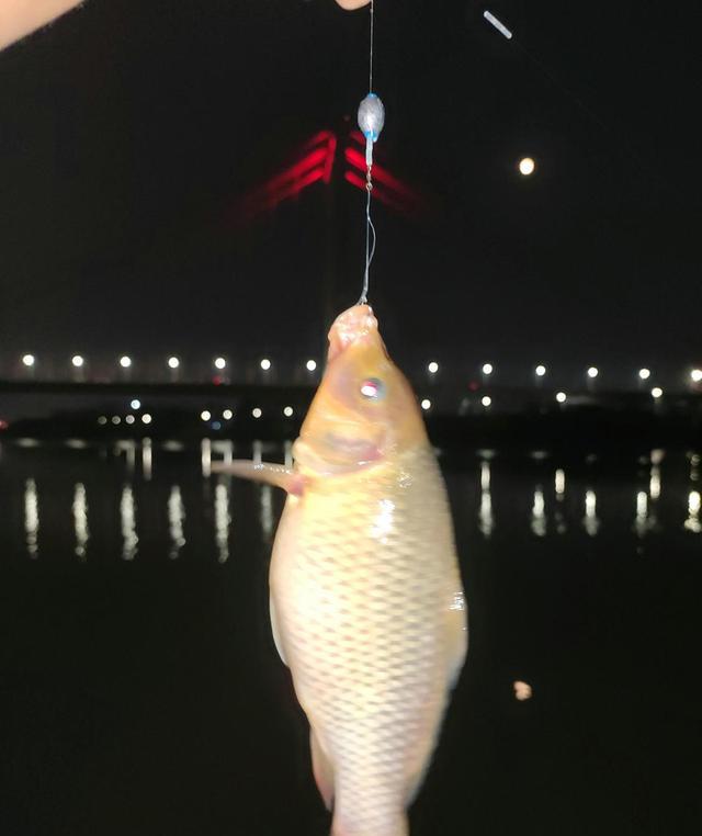 广州市|禾花鲤没人吃？广州河道禾花鲤泛滥，钓鱼人：河里全是这鱼