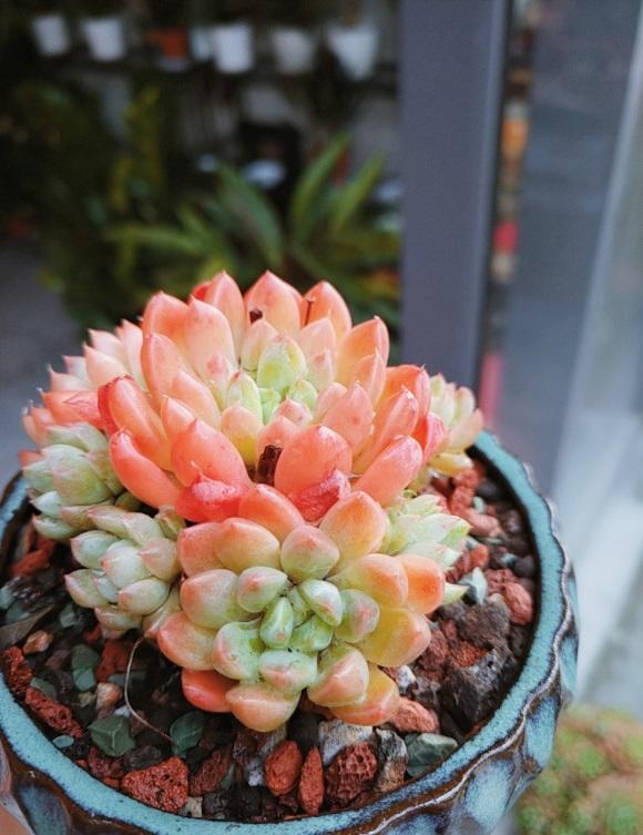 室外养的多肉很皮实,拿到家里就不行了,室外光照足,通风好