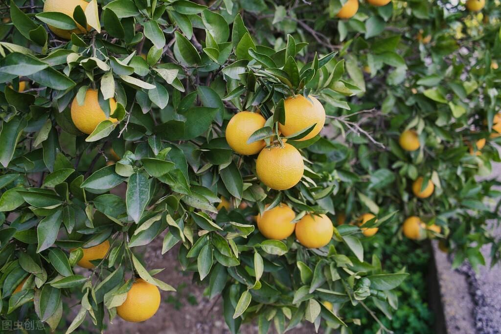 荷花|郭进拴|故乡的抱玉河