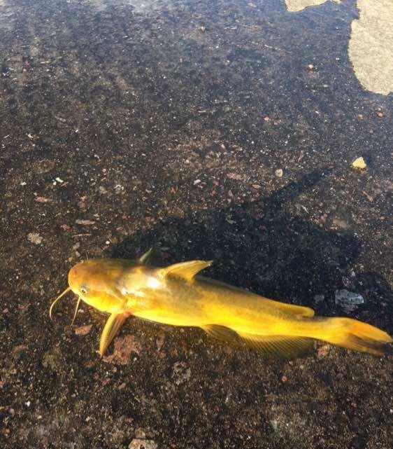 饵料|长江大物再现，长了十几年的黄颡鱼被钓起