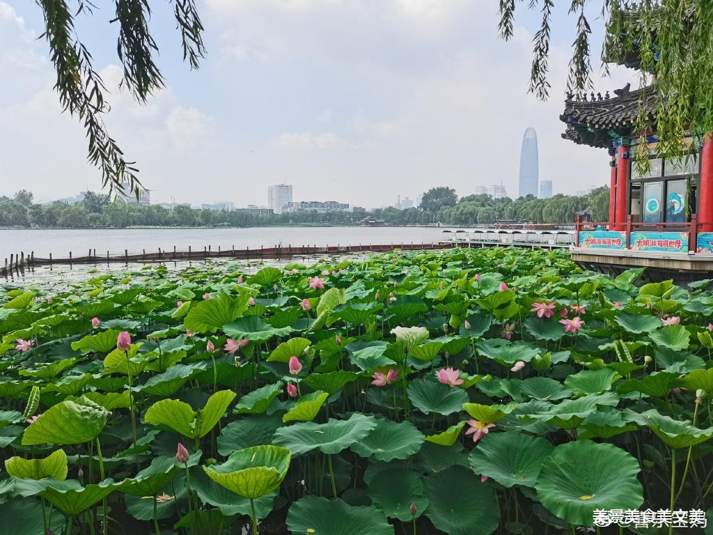 荷花|接天莲叶无穷碧，映日荷花别样红 |  荷花盛开，美在当夏