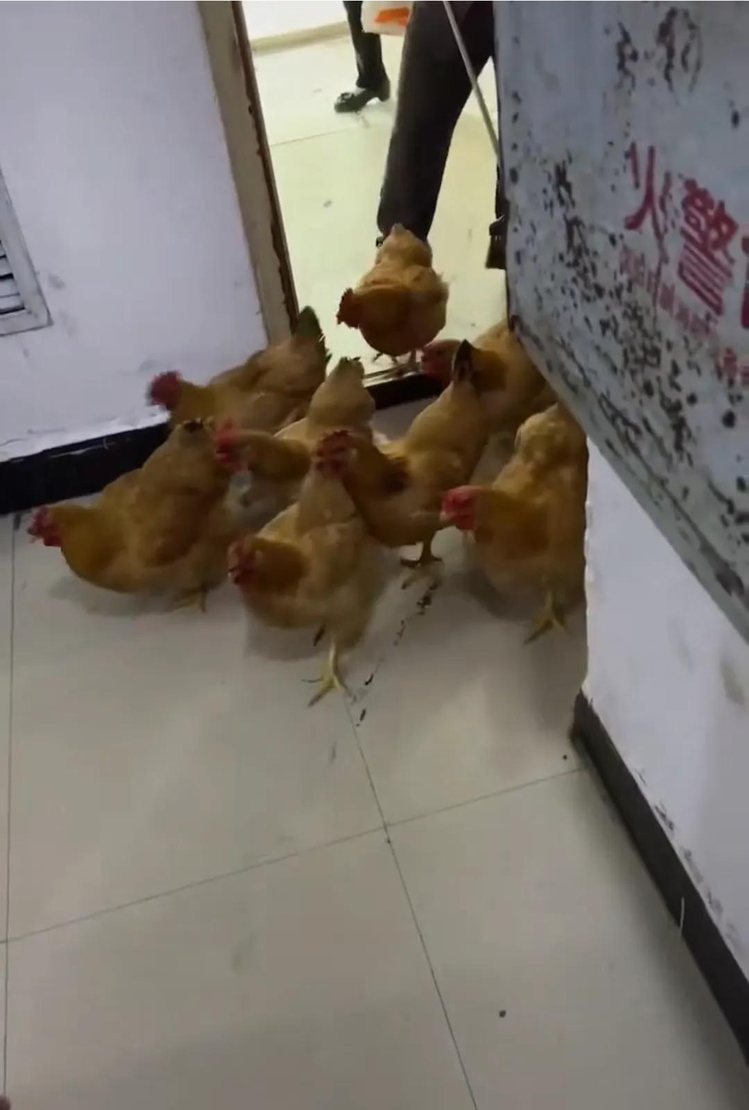 哈尔滨大妈在居民楼养鸡,每天乘电梯下楼溜鸡,网友:倒霉了邻居