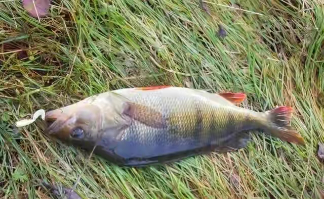 饵料|为什么现在年轻人都不愿意去钓鱼了呢?