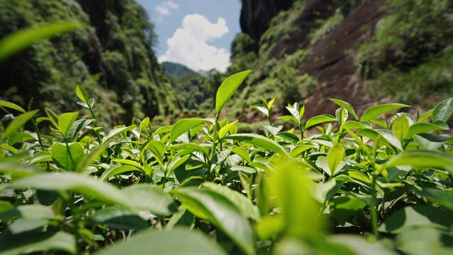 八马茶业大片亮相，“茶的三次生命”你看懂了吗？
