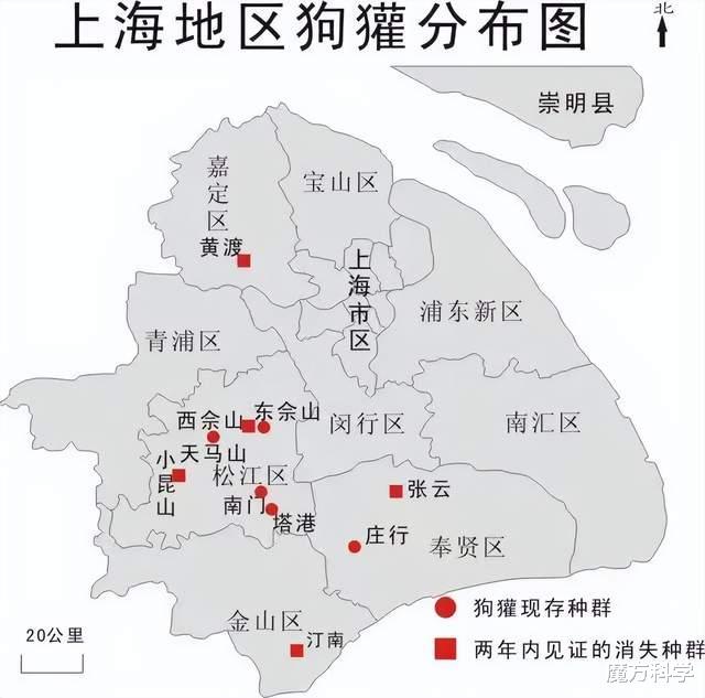 上海惊现一“神秘生物”引热议!猪鼻子成焦点,专家这次真错了?
