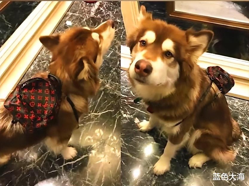 王思聪|王思聪一次次向我们证明，有钱真的可以为所欲为