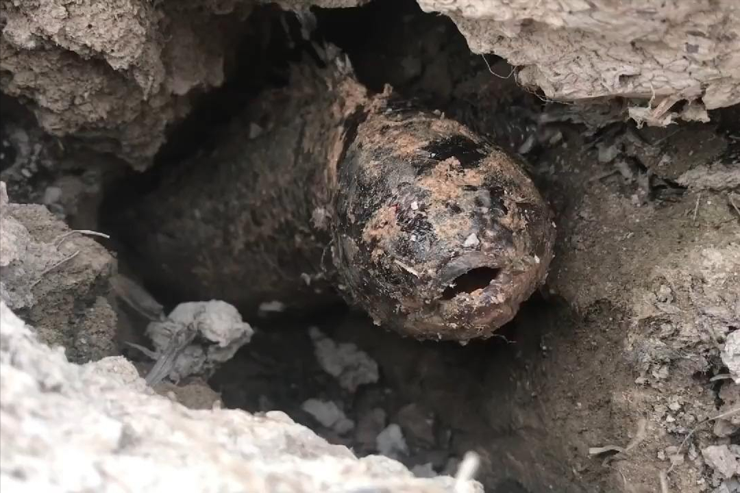 鱼也可以爬山涉水,上岸行走!只要吃货别挡道