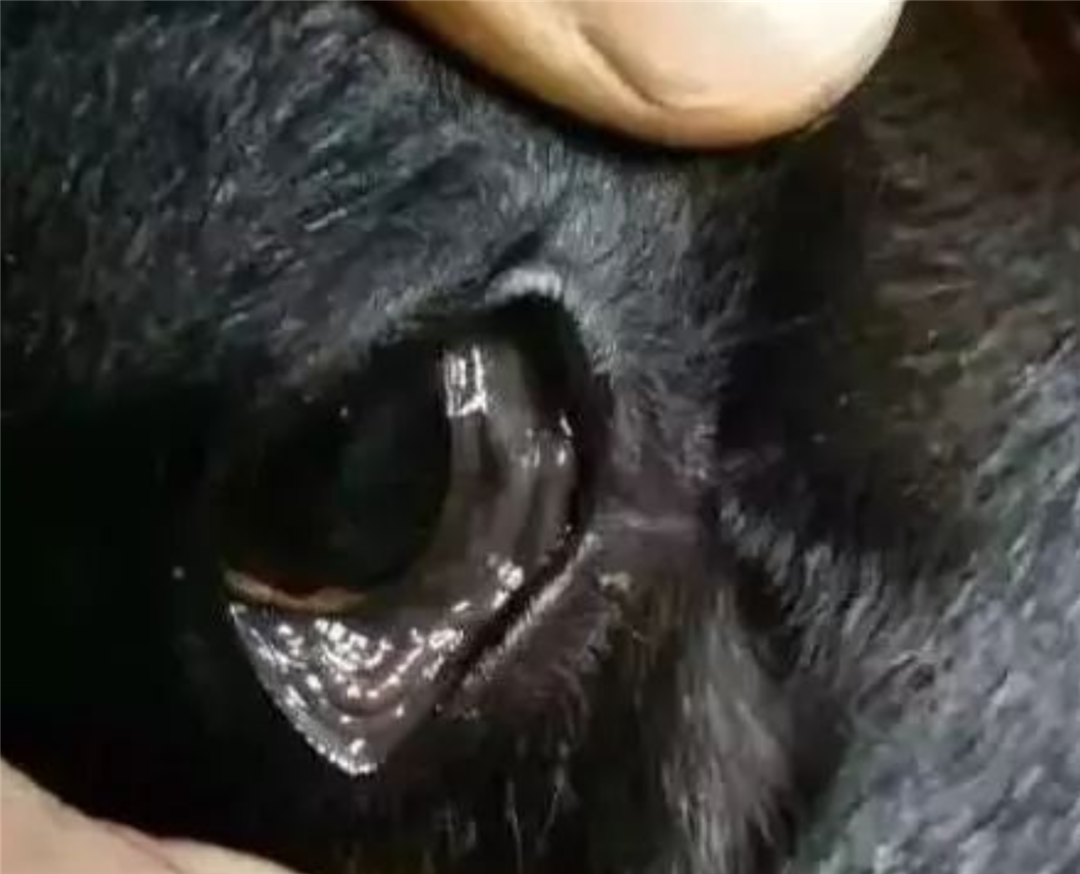 云南兰坪发现一种珍稀动物,乌嘴乌牙乌舌头,其成因一直是个谜