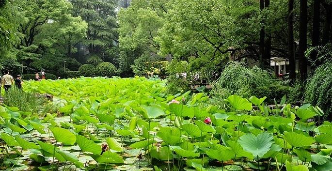 |上海城市的“中央绿地”，中国版纽约中央公园，更有着独特风景线