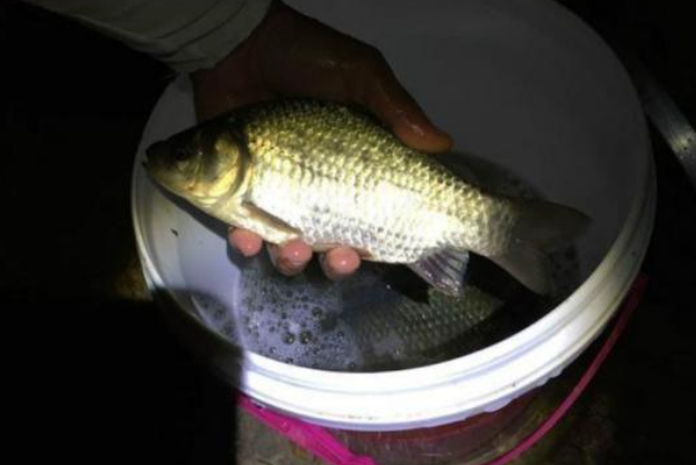 猫之城|钓友为何都喜欢昼伏夜出,原因很简单:白天要搬砖,晚上有空闲