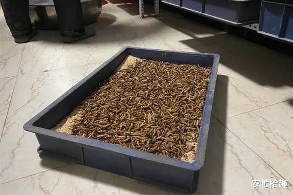 养殖骗局遭揭露,农户被骗600多万元,这虫子养不了,别再踩坑