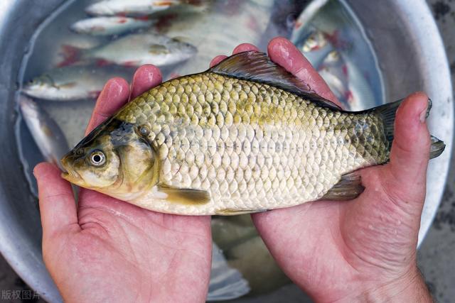 鲫鱼|冬天钓不到鲫鱼?试试串钩钓法,装备少还容易爆护