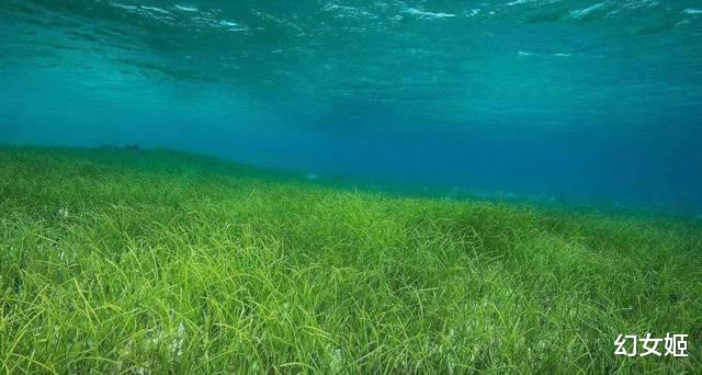 长度180公里,澳大利亚海草是世界最大生物,它是如何生长的?