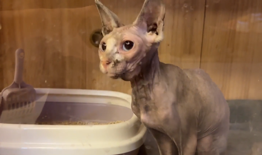 价值不菲的无毛猫竟也成为流浪猫，小伙收留下它后，发现养它真香