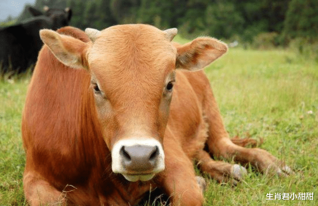 穿衣搭配|运势欠佳也不担心，属牛人想方设法扭转运势，在职场乘风破浪