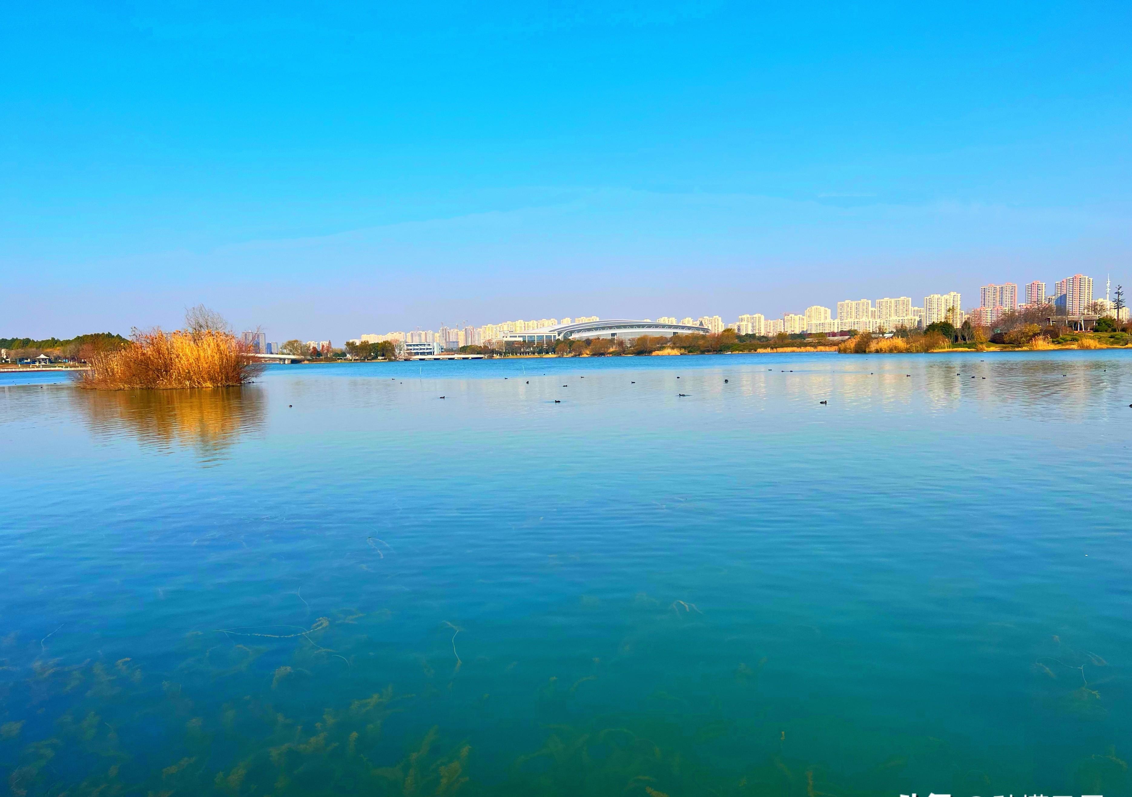 |无锡又一公园火了,和太湖一堤之隔,不要门票适合遛娃拍照赏秋