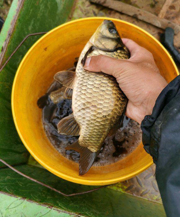 饵料|暮春野钓鲫鱼全攻略，大板鲫靠岸，这几个钓点金不换