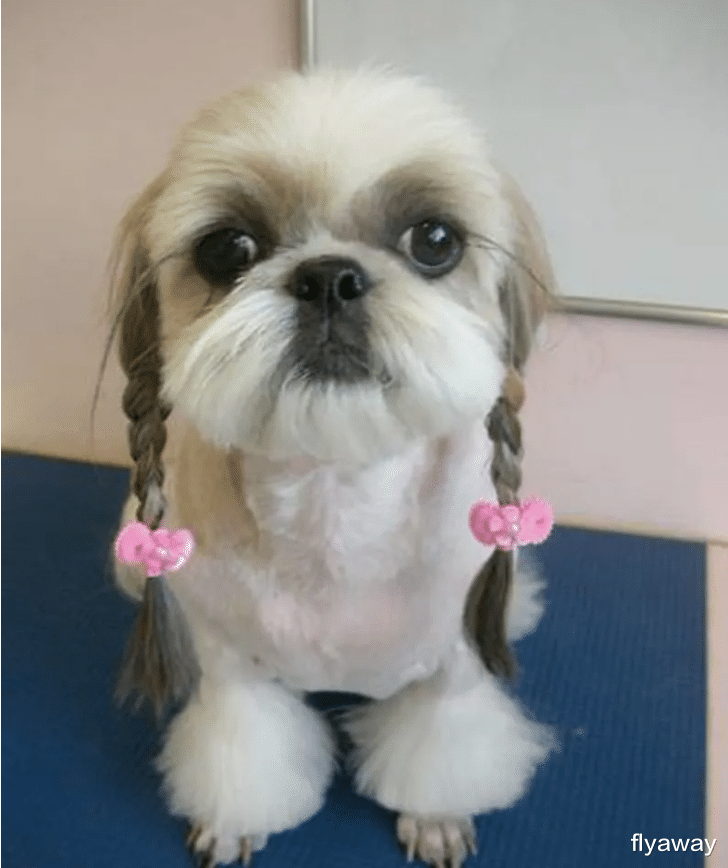 不同审美下的狗狗新发型——它们看起来并不开心