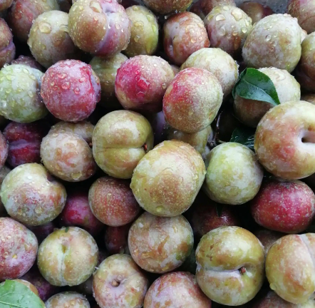 蔬菜|南方6种常见的水果，名气大价格也实惠，大多数北方人没有吃过