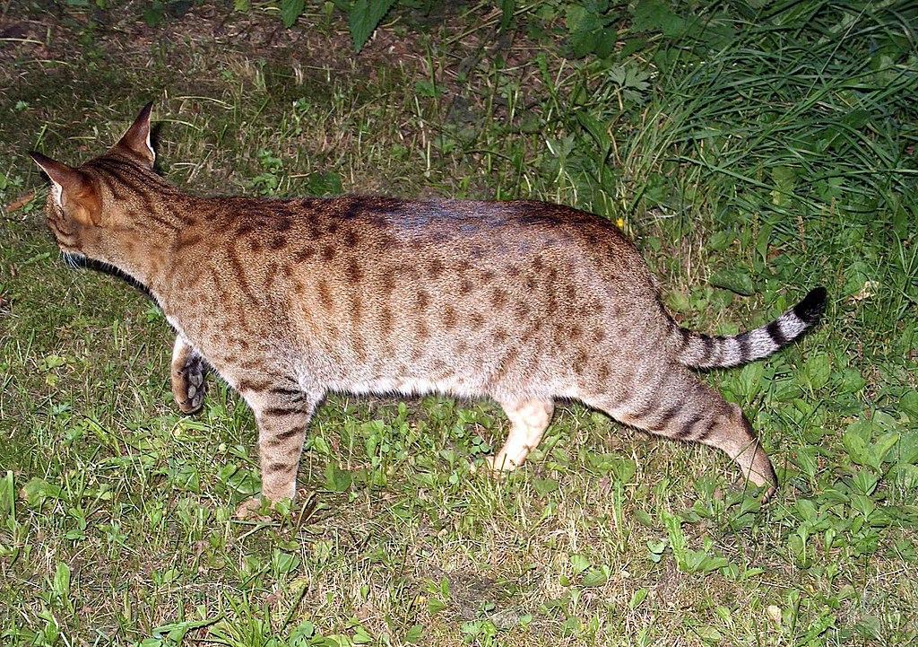 同为猫科动物,猫和老虎到底有什么区别?