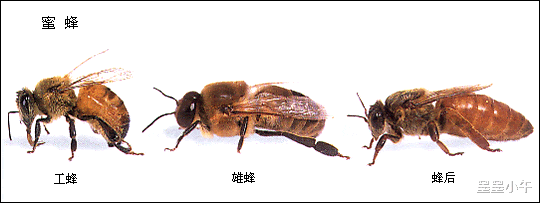 蜜蜂交配后,蜂王为什么会将雄蜂的生殖器扯出,雄蜂会死亡吗?