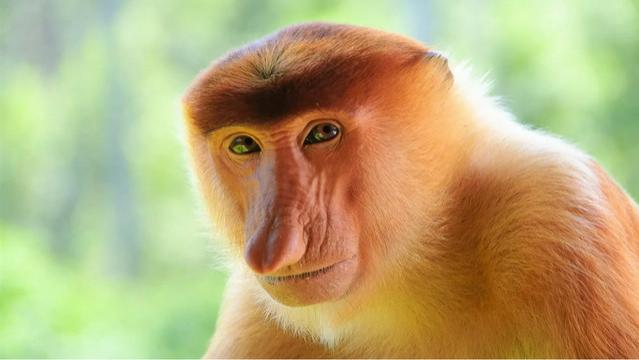婆罗洲长鼻猴，长着大鼻子和啤酒肚，一天20小时“金枪不倒