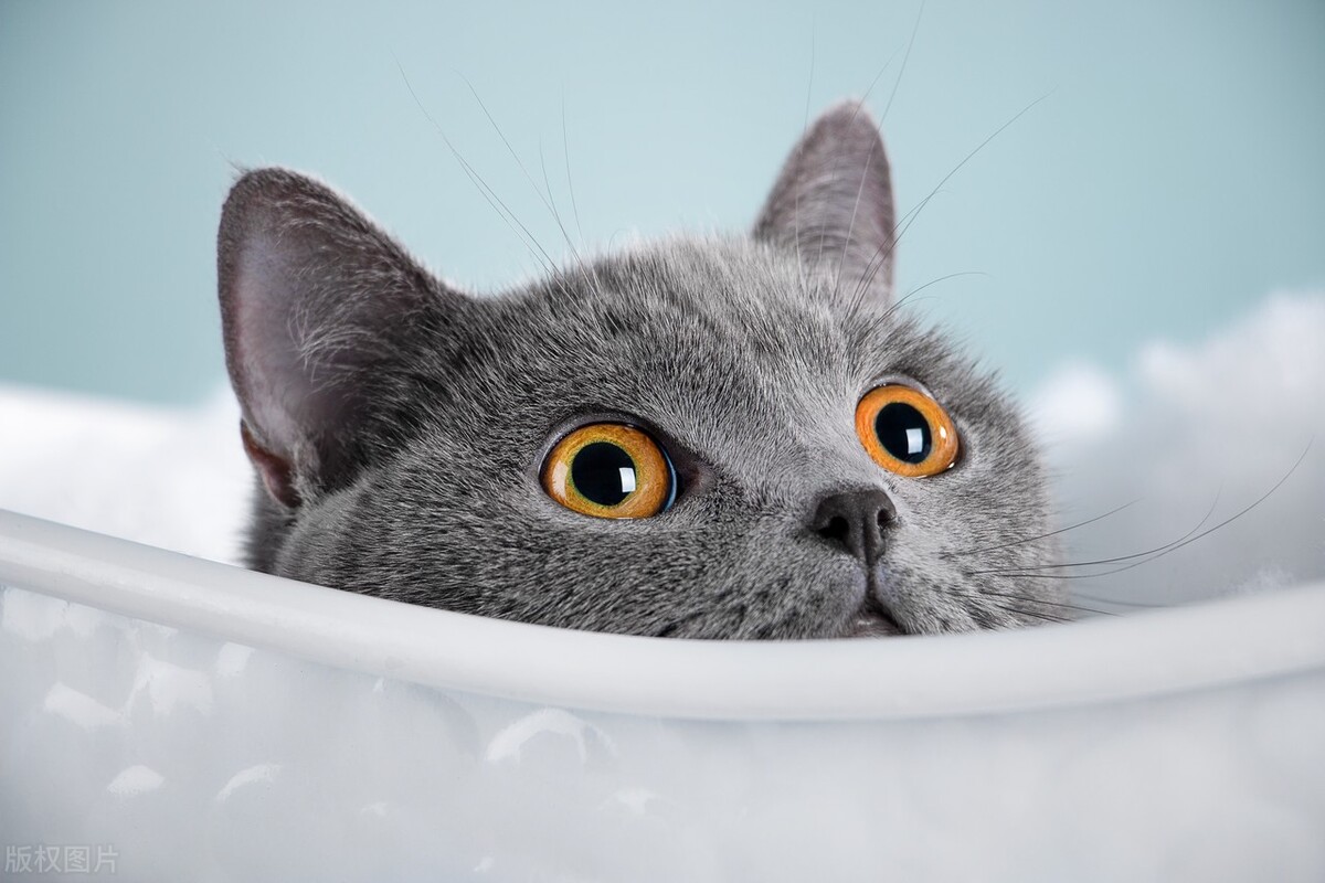 犯了这几点，你家的猫拉屎会很臭