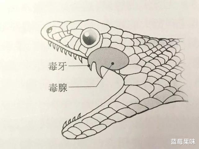颜色鲜艳就是剧毒蛇?妖艳的赤链“仙子”只会挠痒——赤链蛇