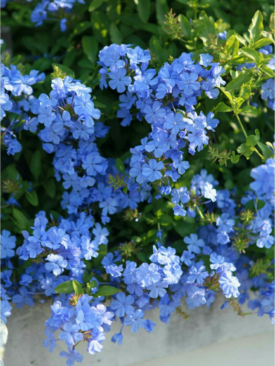 玄关|买一栋顶楼带露台的房子,只花2.2w打造个露台花园,比别墅还舒服