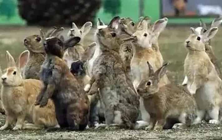 澳大利亚野兔成灾，体重达百斤，为何没人吃？当地人：吃不了