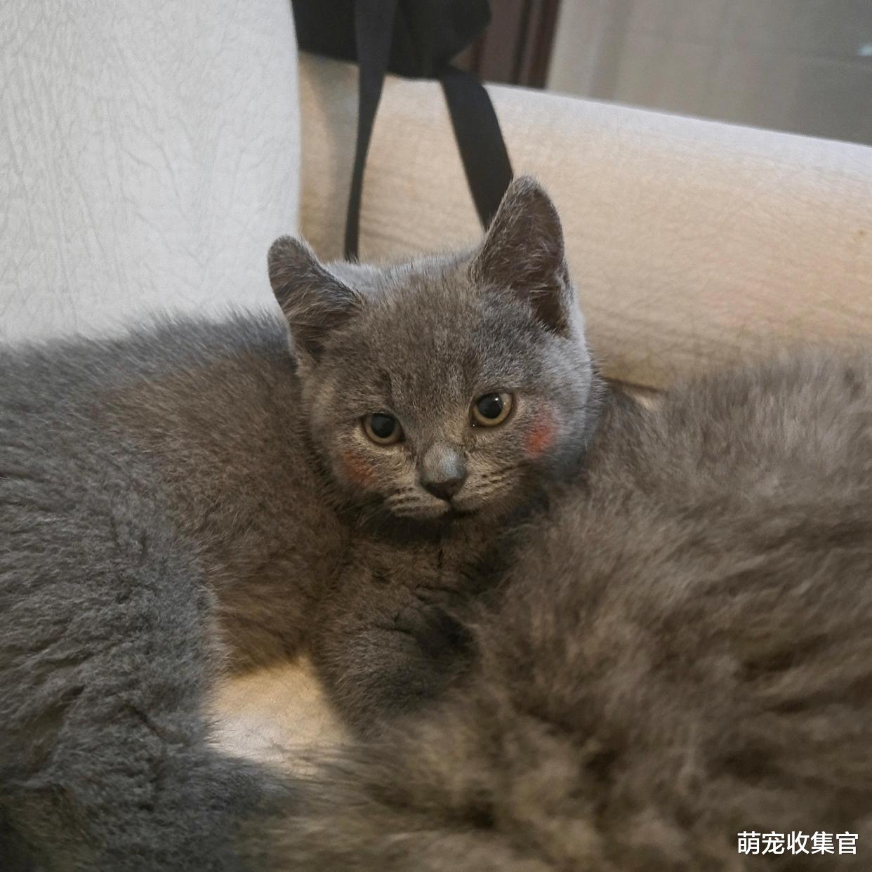 什么是猫传腹，如何预防猫传腹，在治疗猫传腹期间要注意什么？
