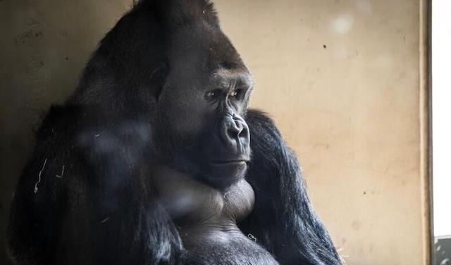 大猩猩|美国大猩猩看游客刷手机居然成瘾了！现在要被强制戒断手机瘾