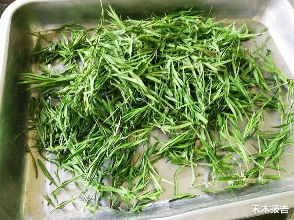 |农村山里一种似竹叶的野草,常有老人摘来泡茶,有啥用?看完就懂