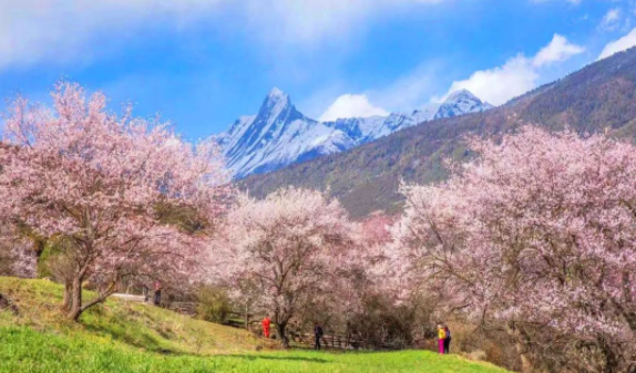 西藏|一生一定要去一次西藏，看这个星球最美的桃花盛宴