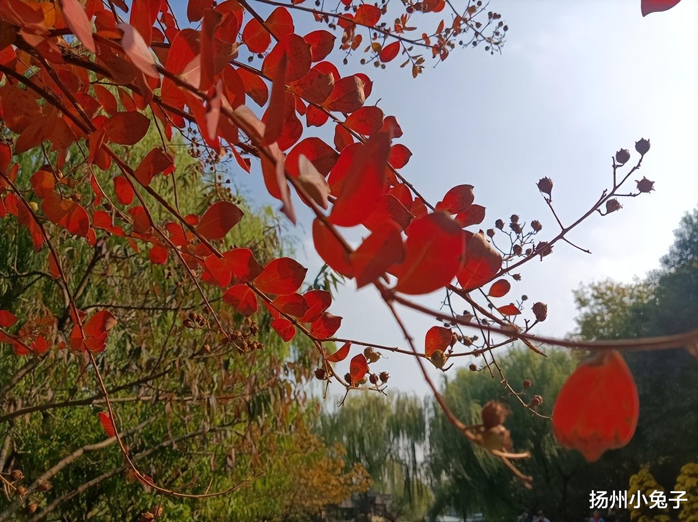 六安|冬天到了，不去一次瘦西湖，你一定会后悔