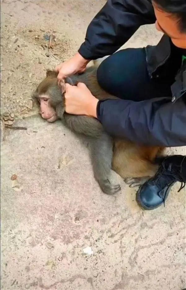 “金丝猴很优雅,不抢东西”!同样是猴,为啥猕猴却成泼猴?