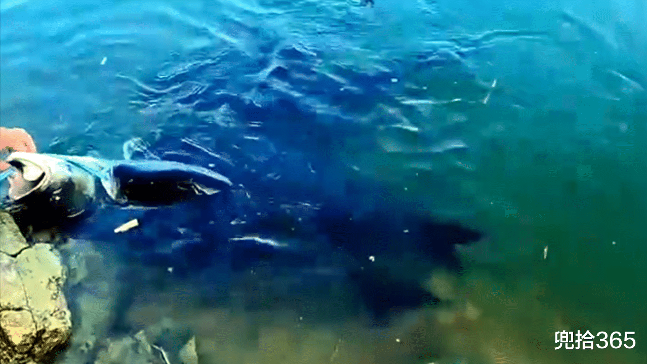 |男子野钓轻松收获6条胖头鱼,制止朋友拍照发朋友圈,网友:自私