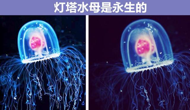 熊猫一天排便40次？与动物有关的9个鲜为人知的奇妙知识