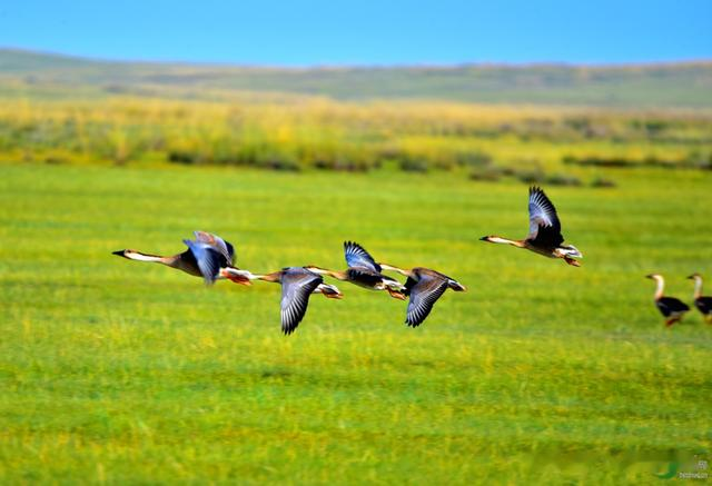 鸿雁|是谁想到用《鸿雁》搭配贺炜