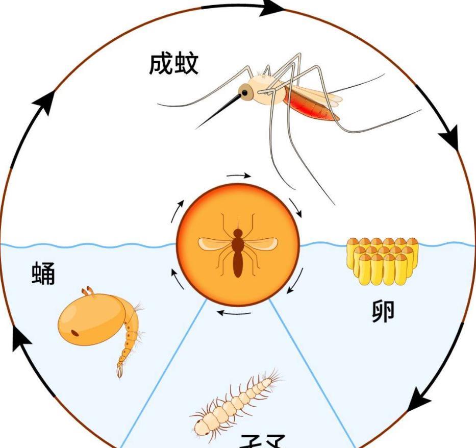 蚊子在地球上究竟有什么用?如果全部灭绝,会有何等严重的后果?