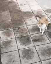 汪小菲|内娱天捅破了？鹿晗迪丽热巴日本游，汪小菲出轨实锤