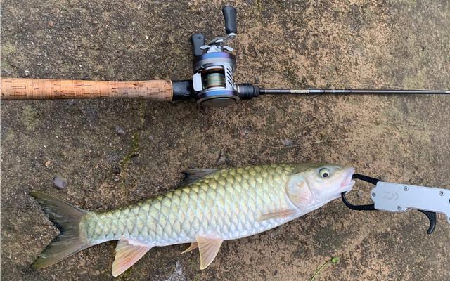 草鱼|颜色发青，长得像棍子，人称“淡水鱼之王”，连鱼鳞都是极品美味
