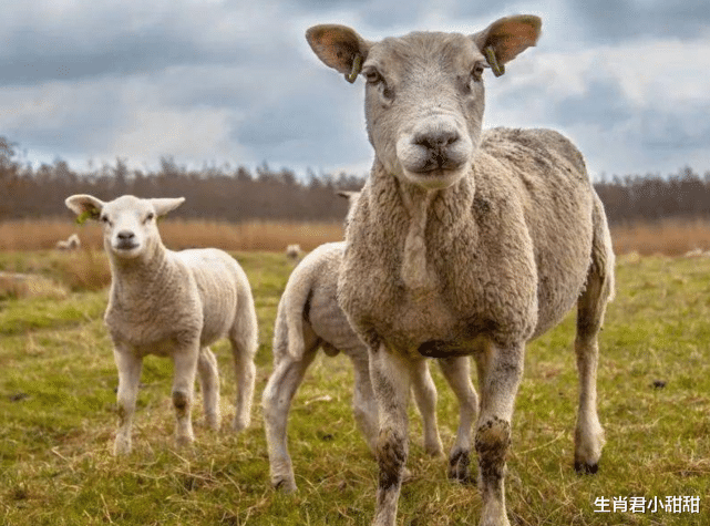 吉星|好运翻倍挡也挡不住,属羊人职场得到吉星高照,事业取得进步