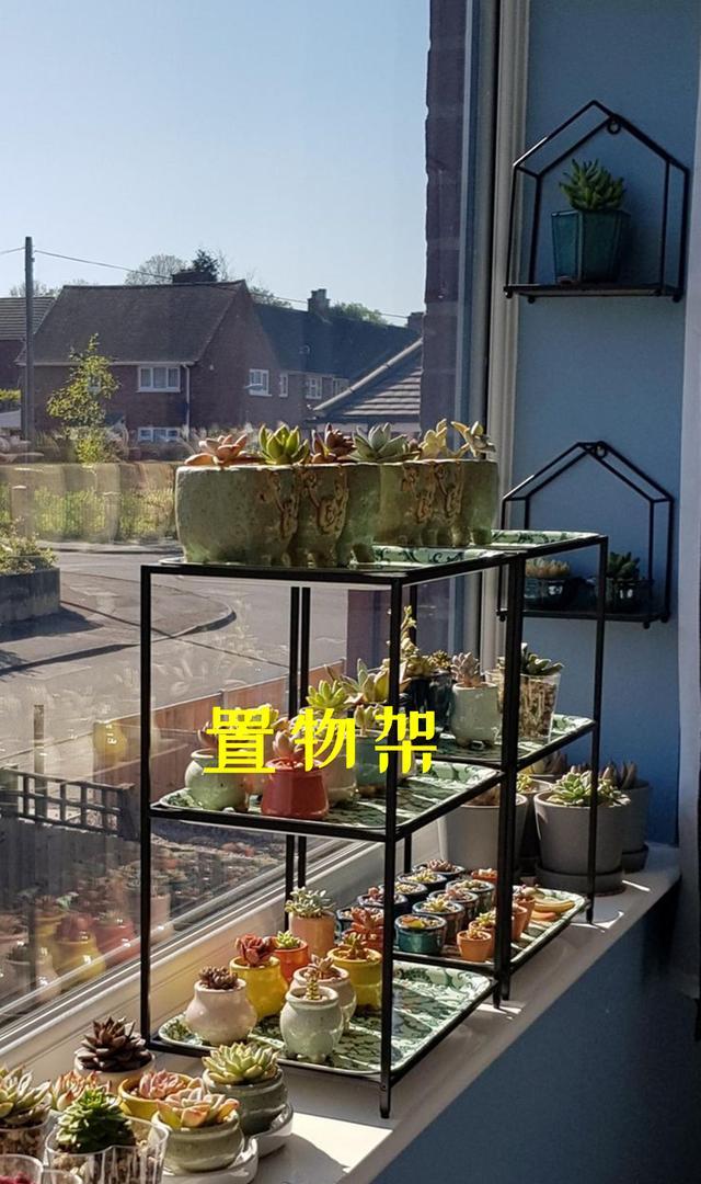 窗边也能用来种花,夏天庇荫刚刚好,家里没有院子的建议参考