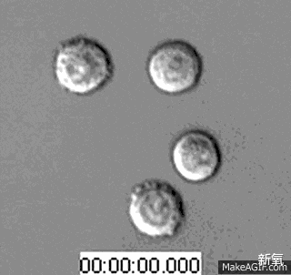 启动抗衰逆龄的【细胞自噬】生理机制究竟是什么?!
