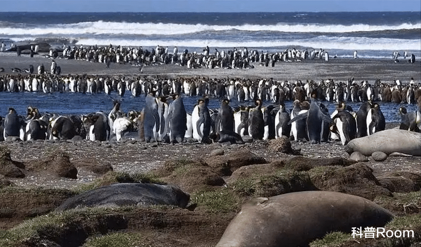 海象|最孤独的岛屿,方圆3000公里都看不见人影,岛上仅有100人!